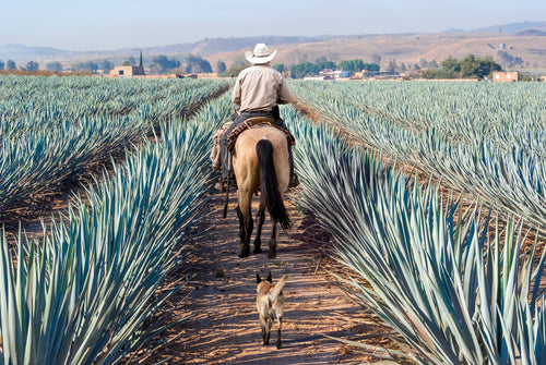 TEQUILA